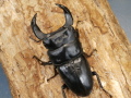ホペイオオクワガタ69ミリ♂♀ペア No.1236