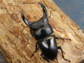 ホペイオオクワガタ69ミリ♂♀ペア No.1263