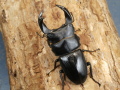 ホペイオオクワガタ65ミリ♂♀ペア No.1327