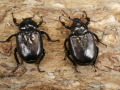 ホクベイオオチャイロハナムグリ♂♀ペア　No.1329