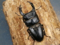 オオクワガタ（川西産）80ミリ♂♀ペア No.1355