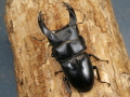 オオクワガタ（川西産）77ミリ♂♀ペア No.1356