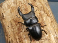 オオクワガタ（阿古谷）68ミリ♂♀ペア　No.1376