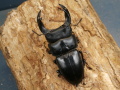 オオクワガタ（川西）71ミリ♂♀ペア No.1425