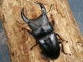 ホペイオオクワガタ79ミリ♂♀ペア No.1472
