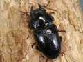オオクワガタ（川西産）57ミリ♀単品 No.1478