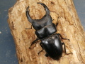 オオクワガタ（能勢）81ミリ♂♀ペア No.1493