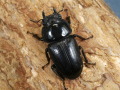 オオクワガタ（山梨産）45～46ミリ♀単品 No.1505