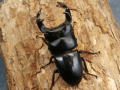 ホペイオオクワガタ63ミリ♂単品 No.1511