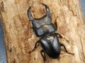 ホペイオオクワガタ66ミリ♂単品 No.1512