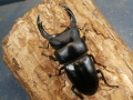 オオクワガタ（能勢）82ミリ♂♀ペア No.1515