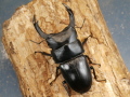 オオクワガタ（能勢）84ミリ♂♀ペア No.1521
