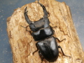 オオクワガタ（能勢）84ミリ♂♀ペア No.1522