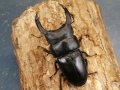 オオクワガタ（能勢）85ミリ♂♀ペア No.1523