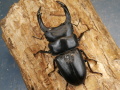 オオクワガタ（能勢）85ミリ♂♀ペア No.1524