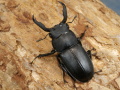 アマミシカクワガタ 41ミリ♂♀ペア No.1527