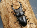 オオクワガタ（川西）75ミリ♂♀ペア No.1548
