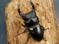 オオクワガタ（川西）74ミリ♂♀ペア No.1549