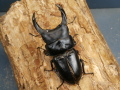 オオクワガタ（能勢）78ミリ♂♀ペア No.1559