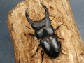 オオクワガタ（能勢）81ミリ♂♀ペア No.1562