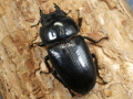 オオクワガタ（能勢）56ミリ ♀単品 No.1584