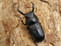 アマミシカクワガタ 37ミリ♂単品 No.1597