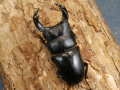 ホペイオオクワガタ64ミリ♂♀ペア No.1602