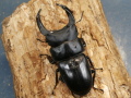 オオクワガタ（能勢）83ミリ♂♀ペア No.1606