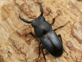 アマミシカクワガタ 43ミリ♂♀ペア No.1608
