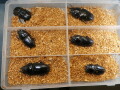 オオクワガタ産卵済み♀6頭　No.1660