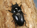 オオクワガタ（川西）54ミリ♀単品 No.1738