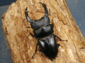 オオクワガタ（岡山）74ミリ♂♀ペア No.1768