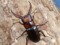 トカラノコギリ（悪石島）46ミリ♂♀ペア No.1852