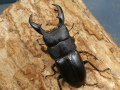 オキナワヒラタ（伊平屋島）61ミリ♂♀ペア　No.1887