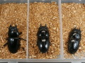 クワガタ産卵済み♀3頭　 No.1894