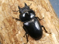 オオクワガタ産卵済み58ミリ♀単品　No.2030