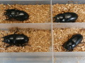 ホペイオオクワ産卵済み♀4頭　 No.2070