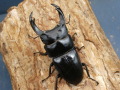 オオクワガタ（能勢産）70～74ミリ♂♀ペア No.2207