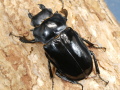 ルディカツヤクワガタ52ミリ♀単品 No.2396