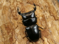タイワンツノボソ45ミリ♂♀ペア No.2398