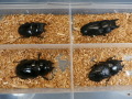 クワガタ産卵済み♀4頭　 No.2416