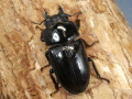 オオクワガタ（能勢産）46～49ミリ ♀単品 No.2426