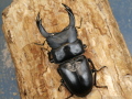 オオクワガタ（久留米）79ミリ♂♀ペア No.2432