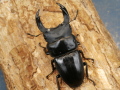 オオクワガタ(岡山)67ミリ♂♀ペア No.2459