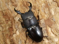 ダイトウヒラタ45ミリ♂♀ペア No.2566