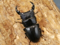 ホペイオオクワガタ47ミリ♂♀ペア No.2665
