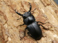 アマミシカクワガタ 35ミリ♂♀ペア No.2674