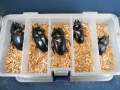 国産クワガタ産卵済み♀5頭　No.2723