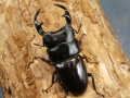 クルビデンス（ミャンマー）67ミリ♂♀ペア　 No.2737