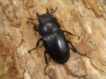 本土ノコギリ♀単品